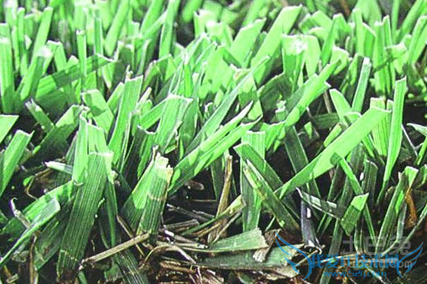 结缕草种植
