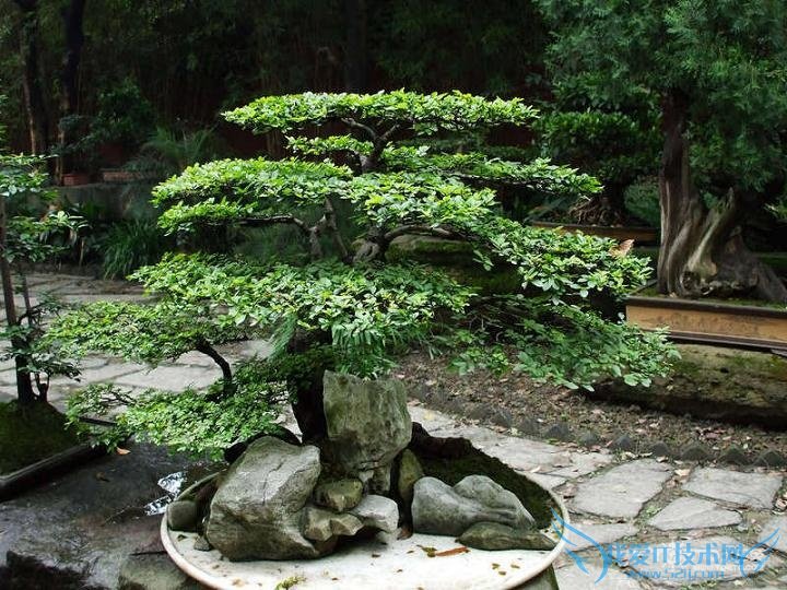 摇钱树怎么养 摇钱树怎么养