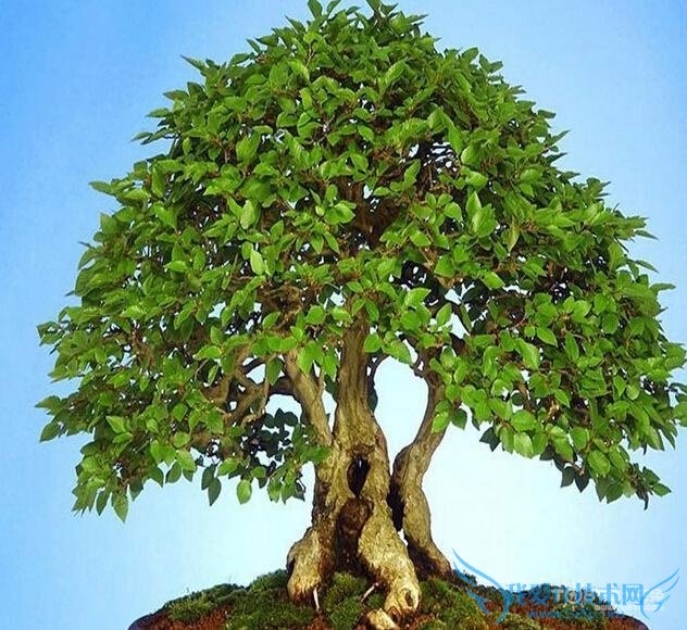 摇钱树怎么养 摇钱树怎么养