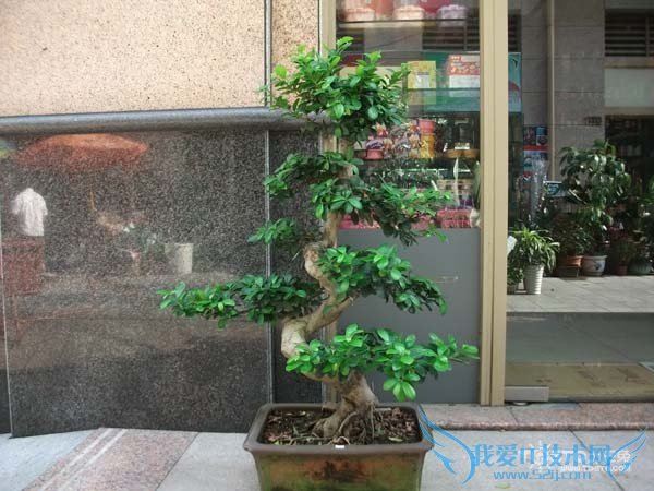 摇钱树怎么养 摇钱树怎么养