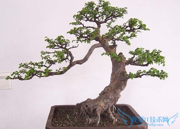 摇钱树怎么养 摇钱树怎么养