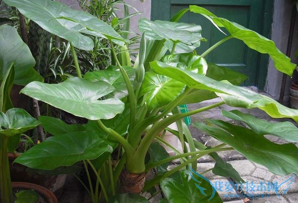 滴水观音用什么肥料 滴水观音快速成长秘诀