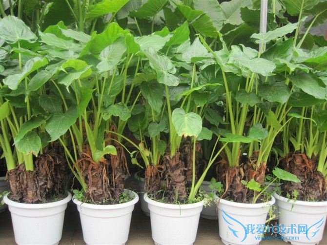 滴水观音用什么肥料 滴水观音快速成长秘诀