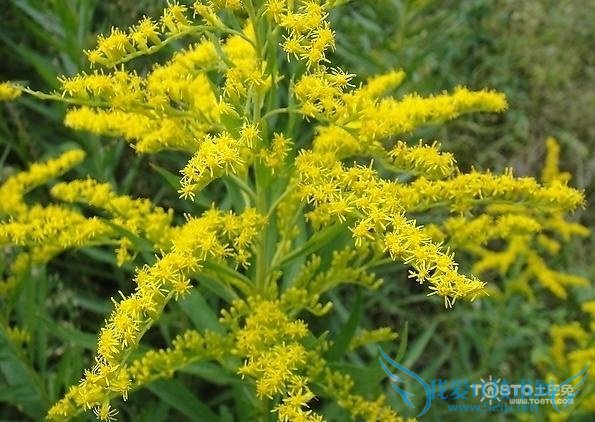 一枝黄花图片 一枝黄花