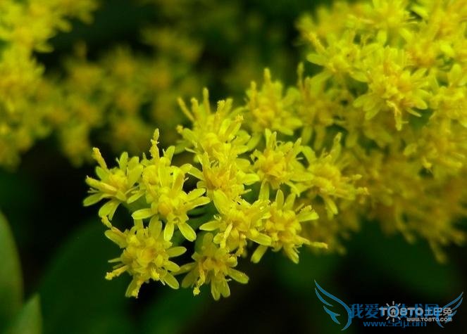 一枝黄花图片 一枝黄花