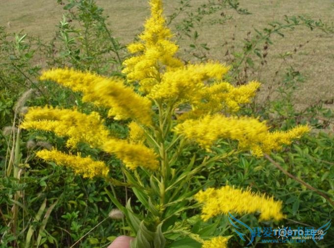 一枝黄花图片 一枝黄花