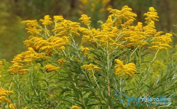 一枝黄花图片 一枝黄花