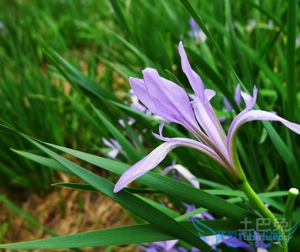 马蔺价格 马蔺价格