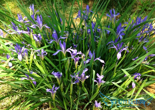 马蔺价格 马蔺价格