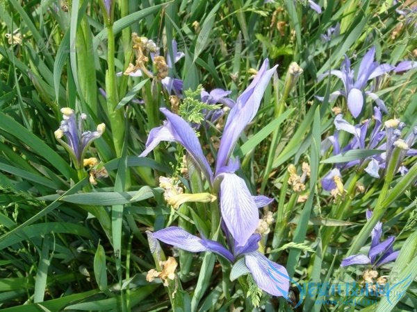 马蔺价格 马蔺价格