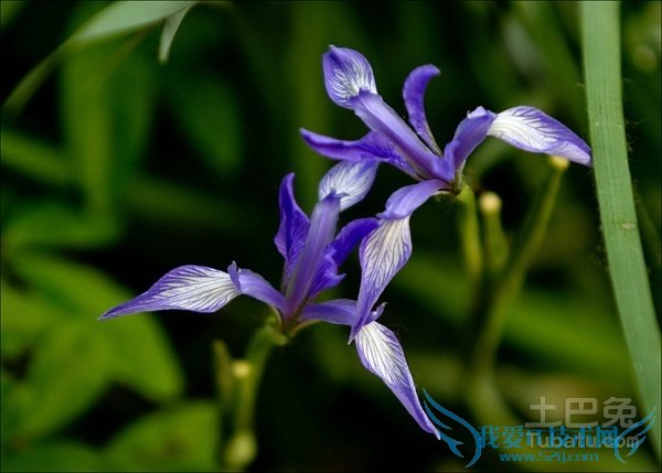 马蔺价格 马蔺价格