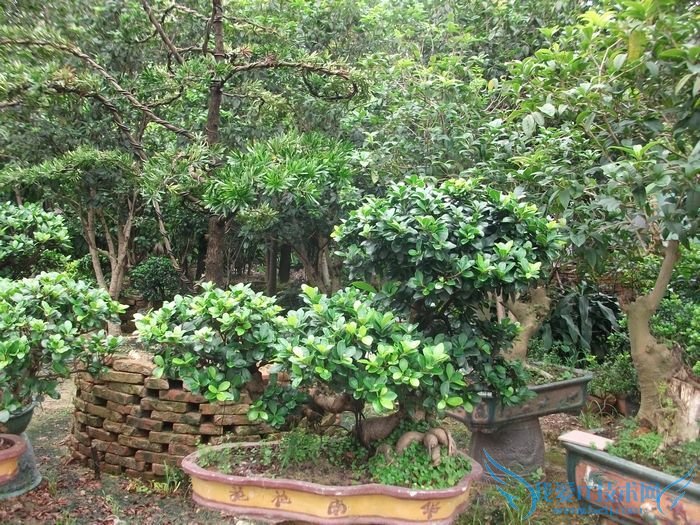 ҡǮͼƬȫ ҡǮͼƬͼϽ