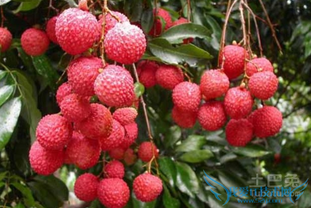 妃子笑荔枝种植技术