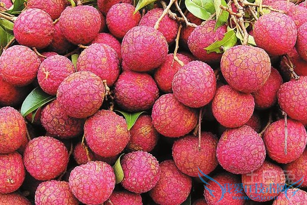 妃子笑荔枝种植技术