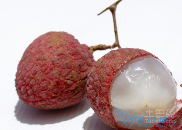 妃子笑荔枝种植技术