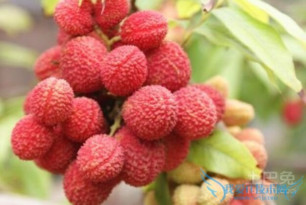 妃子笑荔枝种植技术