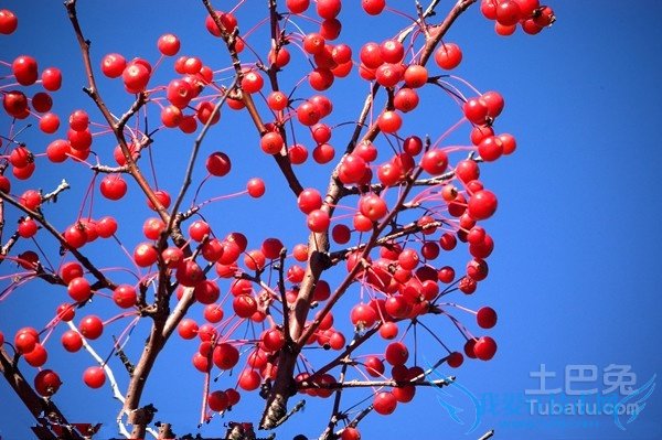 樱桃树嫁接 樱桃树嫁接