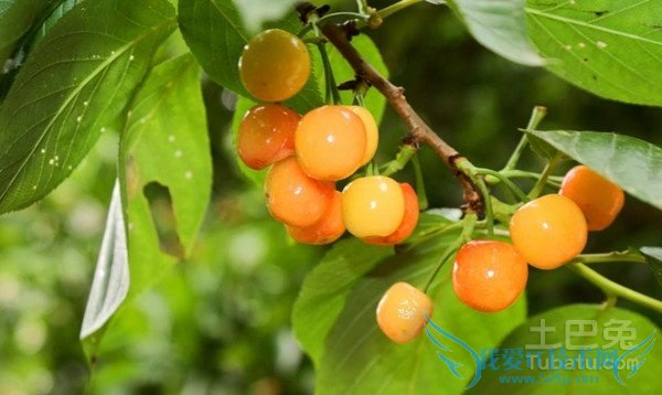 樱桃树嫁接 樱桃树嫁接