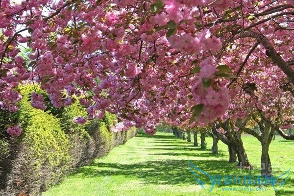 樱桃树嫁接 樱桃树嫁接