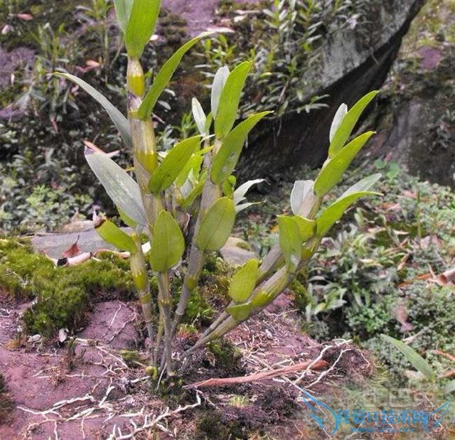 金钗石斛图片
