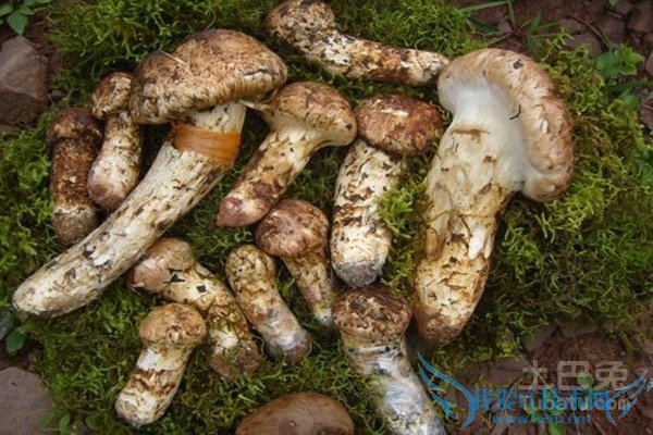 松茸的功效 松茸的功效
