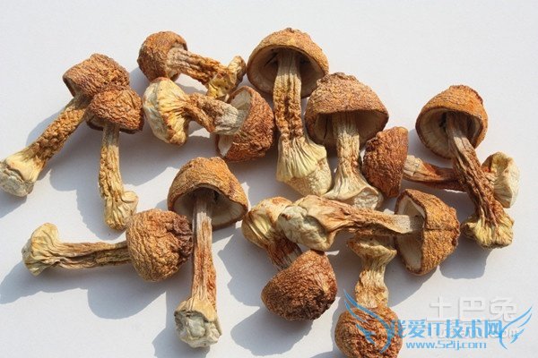 松茸的功效 松茸的功效