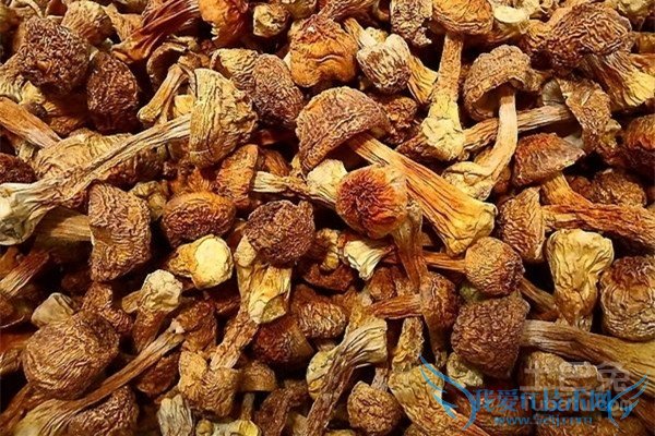 松茸的功效 松茸的功效