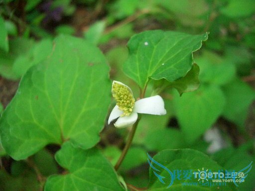 鱼腥草的功效与作用及禁忌