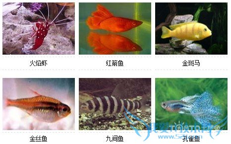 观赏鱼的种类图片和名字大全(爱好者吐血整理)