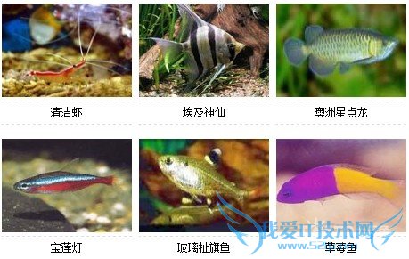 观赏鱼的种类图片和名字大全(爱好者吐血整理)