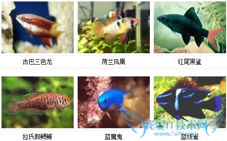 观赏鱼的种类图片和名字大全(爱好者吐血整理)