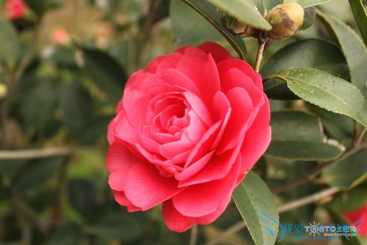 ɽ軨ͼƬȫ ɽ軨ͼƬͼϽ