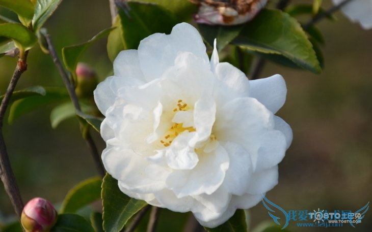 ɽ軨ͼƬȫ ɽ軨ͼƬͼϽ