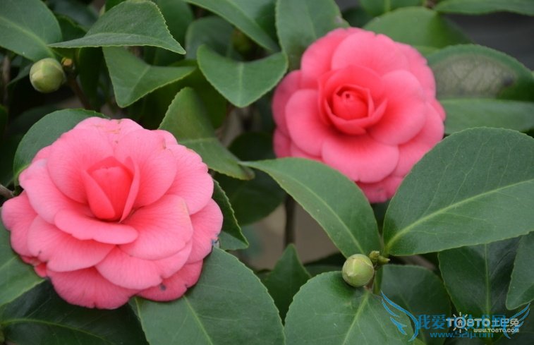 ɽ軨ͼƬȫ ɽ軨ͼƬͼϽ