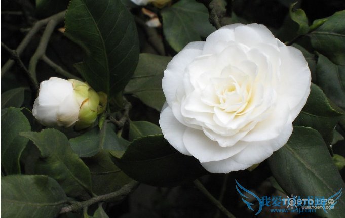 ɽ軨ͼƬȫ ɽ軨ͼƬͼϽ