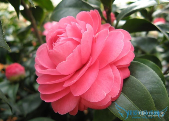 ɽ軨ͼƬȫ ɽ軨ͼƬͼϽ