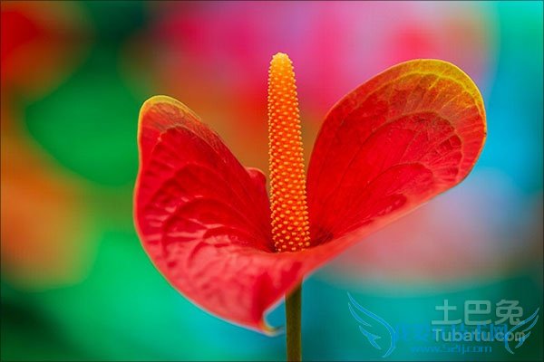 »ðº×Ò¶×Ó·¢»Æ »ðº×Ò¶×Ó·¢»Æ