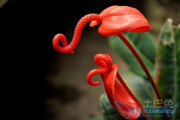 »ðº×Ò¶×Ó·¢»Æ »ðº×Ò¶×Ó·¢»Æ