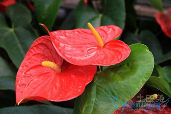 »ðº×Ò¶×Ó·¢»Æ »ðº×Ò¶×Ó·¢»Æ