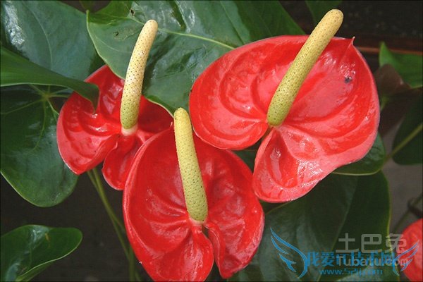 »ðº×Ò¶×Ó·¢»Æ »ðº×Ò¶×Ó·¢»Æ