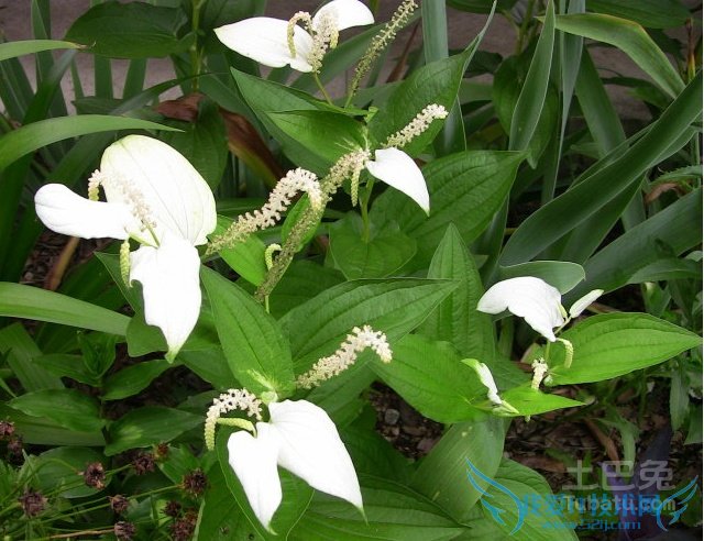 三白草价格 三白草价格