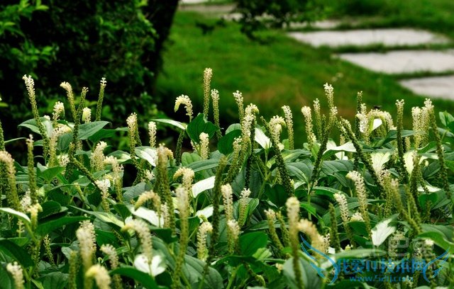 三白草价格 三白草价格