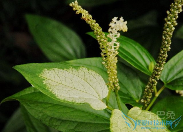 三白草价格 三白草价格