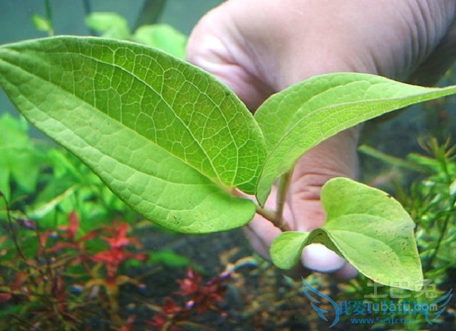 三白草价格 三白草价格