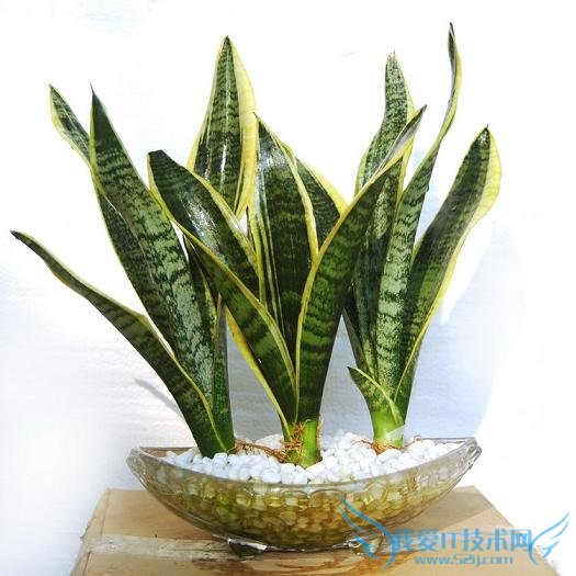 不得不看的虎皮兰的养殖方法和虎皮兰长高秘诀