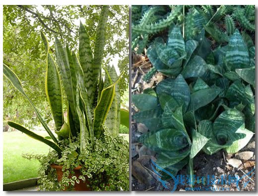 不得不看的虎皮兰的养殖方法和虎皮兰长高秘诀