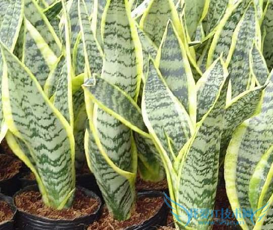 不得不看的虎皮兰的养殖方法和虎皮兰长高秘诀