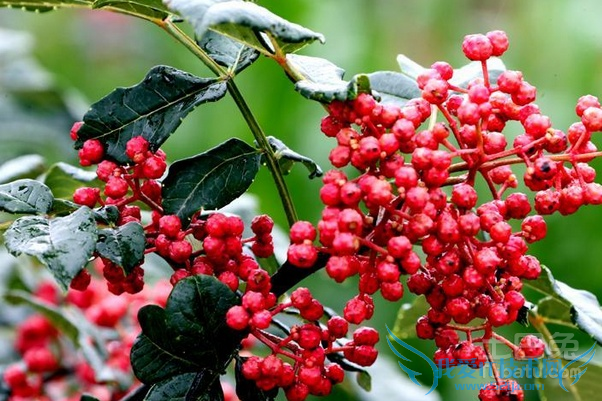 花椒产地 花椒产地