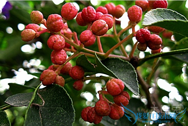 花椒产地 花椒产地