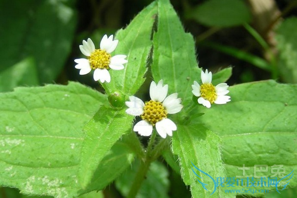 中药牛膝 中药牛膝